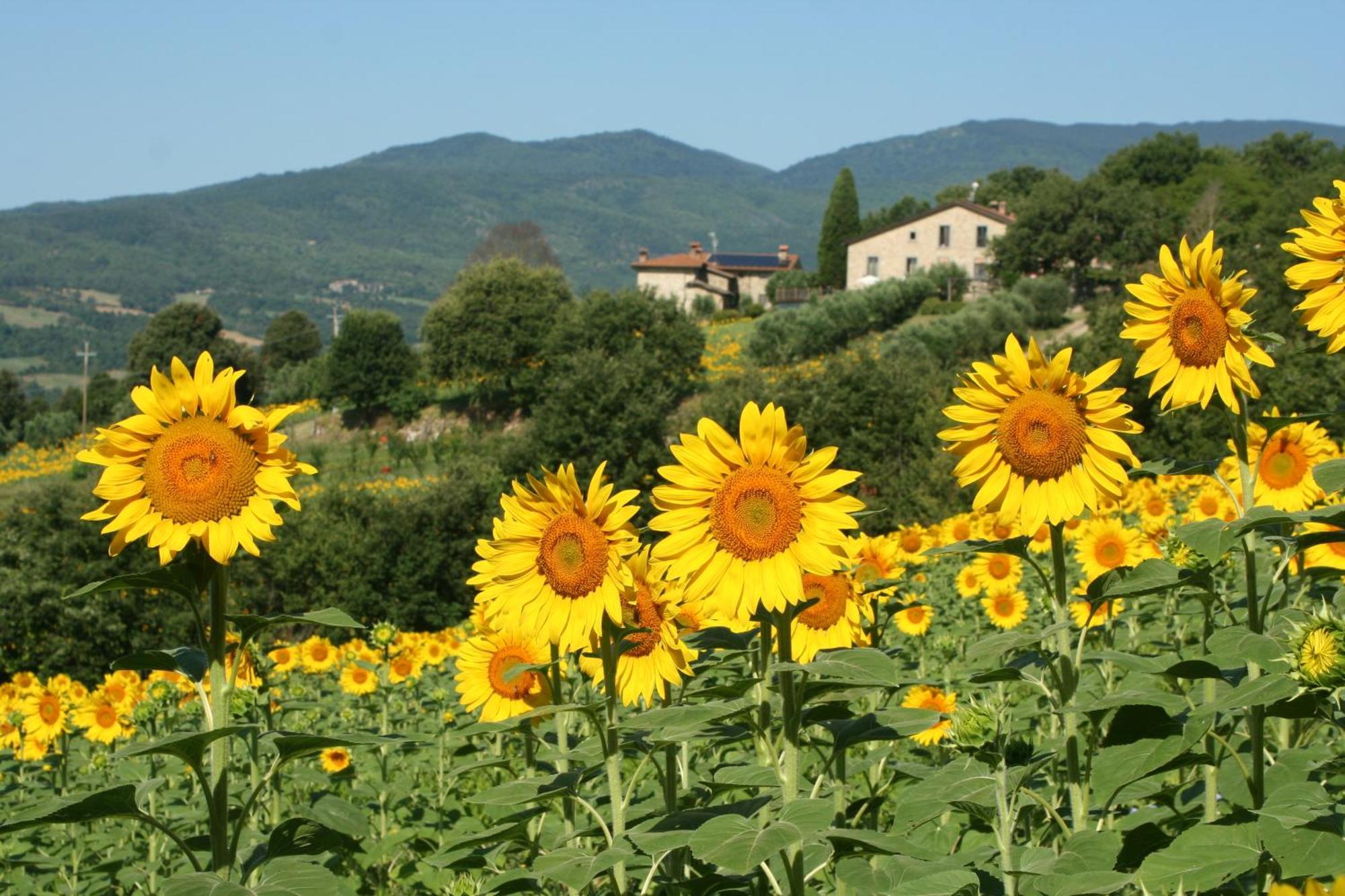 Agriturismo Le Ceregne Bio Пьеве-Санто-Стефано Экстерьер фото